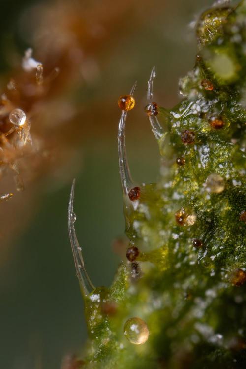 Chocolope 🍫 Auto - Zamnesia x B&B. Week 11 - Chocolope #1 - Micro Worlds