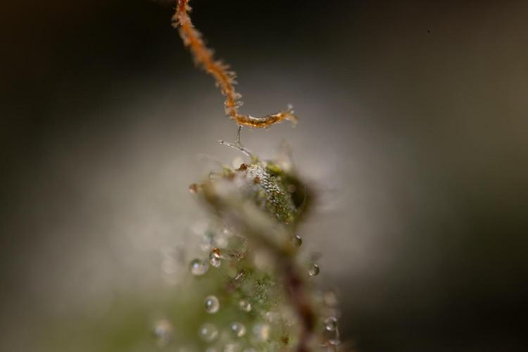 Chocolope 🍫 Auto - Zamnesia x B&B. Week 11 - Chocolope #1 - Micro Worlds