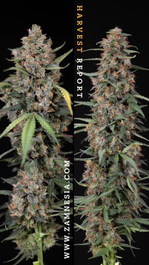 Chocolope 🍫 Auto - Zamnesia x B&B