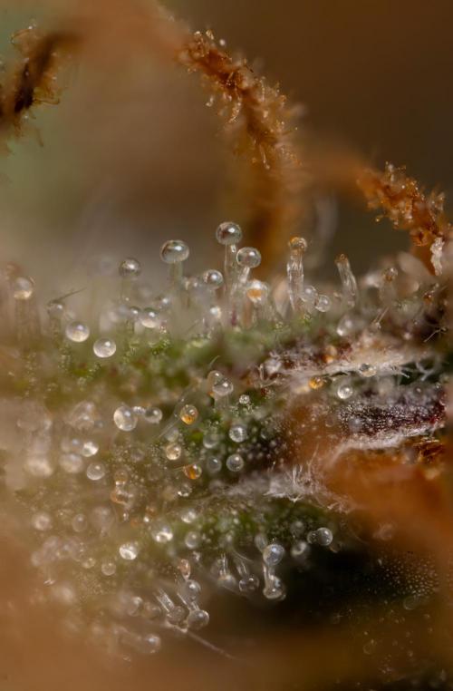 Chocolope 🍫 Auto - Zamnesia x B&B. Week 11 - Chocolope #1 - Micro Worlds