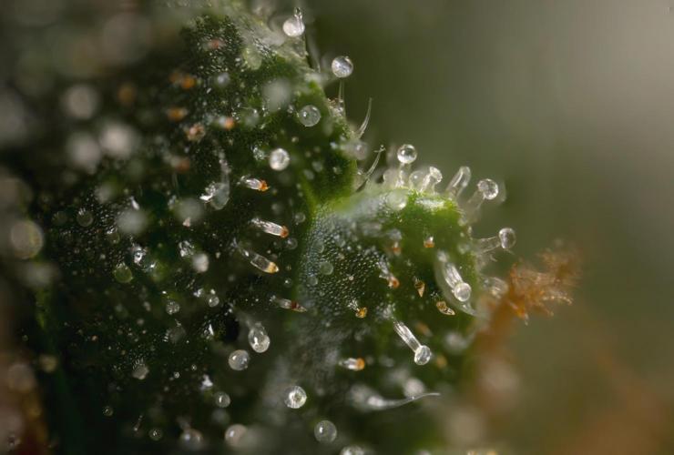 Chocolope 🍫 Auto - Zamnesia x B&B. Week 11 - Chocolope #1 - Micro Worlds