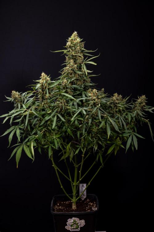 CBD FIX 🏥 Auto - Zamnesia x B&B. Week 10 - CBD FIX #1 - No Techniqques
