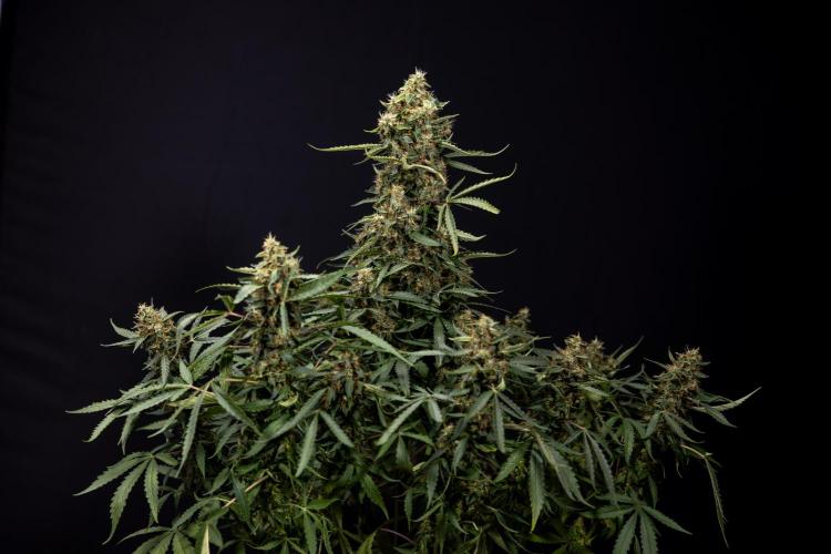 CBD FIX 🏥 Auto - Zamnesia x B&B. Week 10 - CBD FIX #1 - No Techniqques