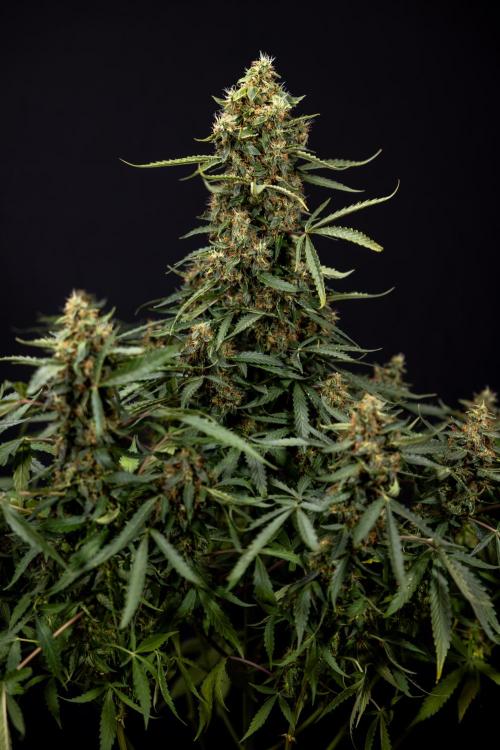 CBD FIX 🏥 Auto - Zamnesia x B&B. Week 10 - CBD FIX #1 - No Techniqques