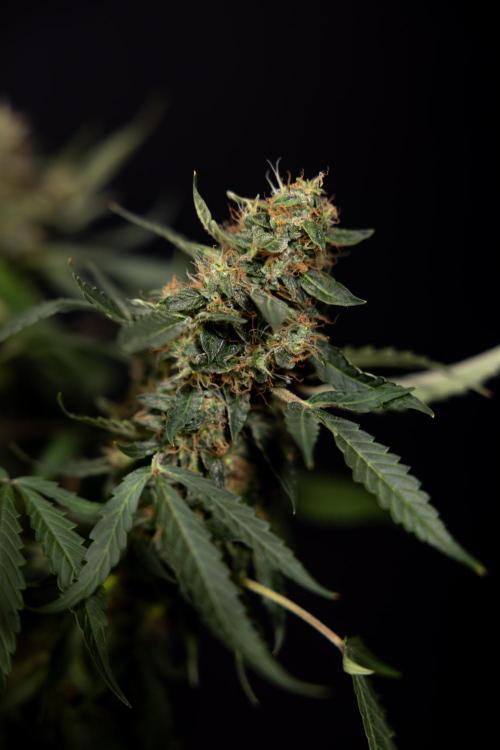 CBD FIX 🏥 Auto - Zamnesia x B&B. Week 10 - CBD FIX #1 - No Techniqques