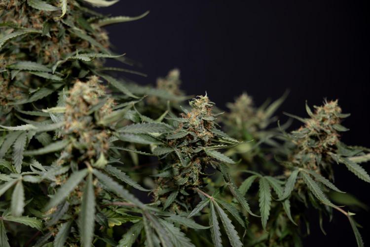 CBD FIX 🏥 Auto - Zamnesia x B&B. Week 10 - CBD FIX #1 - No Techniqques