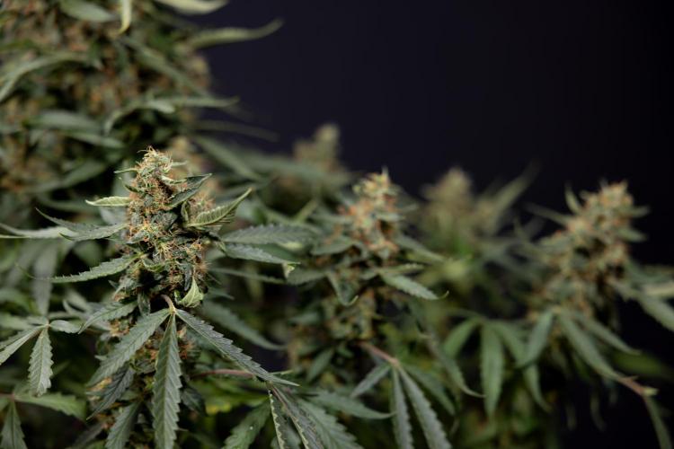 CBD FIX 🏥 Auto - Zamnesia x B&B. Week 10 - CBD FIX #1 - No Techniqques
