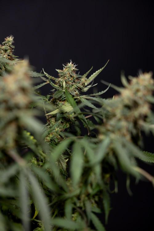 CBD FIX 🏥 Auto - Zamnesia x B&B. Week 10 - CBD FIX #1 - No Techniqques