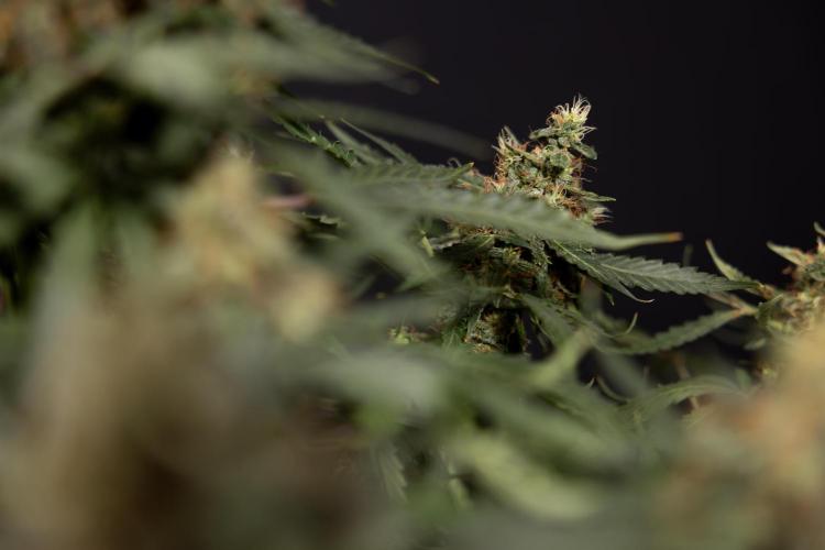 CBD FIX 🏥 Auto - Zamnesia x B&B. Week 10 - CBD FIX #1 - No Techniqques