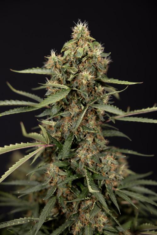 CBD FIX 🏥 Auto - Zamnesia x B&B. Week 10 - CBD FIX #1 - No Techniqques