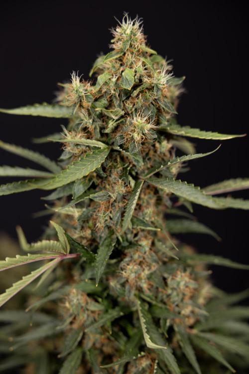 CBD FIX 🏥 Auto - Zamnesia x B&B. Week 10 - CBD FIX #1 - No Techniqques