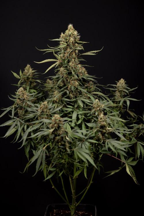 CBD FIX 🏥 Auto - Zamnesia x B&B. Week 10 - CBD FIX #1 - No Techniqques
