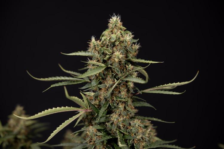 CBD FIX 🏥 Auto - Zamnesia x B&B. Week 10 - CBD FIX #1 - No Techniqques