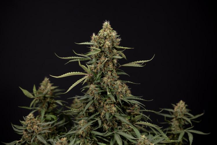 CBD FIX 🏥 Auto - Zamnesia x B&B. Week 10 - CBD FIX #1 - No Techniqques