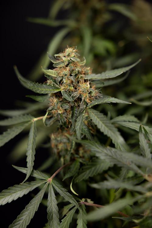 CBD FIX 🏥 Auto - Zamnesia x B&B. Week 10 - CBD FIX #1 - No Techniqques