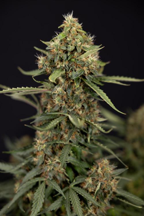 CBD FIX 🏥 Auto - Zamnesia x B&B. Week 10 - CBD FIX #1 - No Techniqques