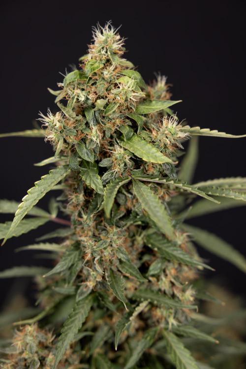 CBD FIX 🏥 Auto - Zamnesia x B&B. Week 10 - CBD FIX #1 - No Techniqques