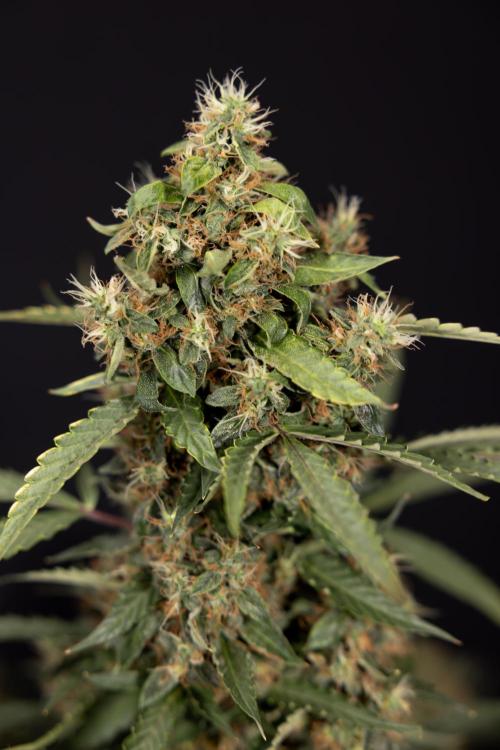 CBD FIX 🏥 Auto - Zamnesia x B&B. Week 10 - CBD FIX #1 - No Techniqques