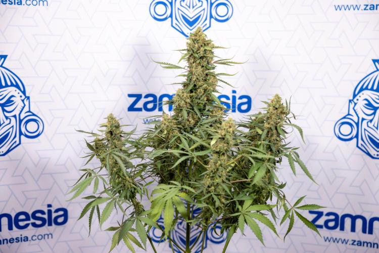 CBD FIX 🏥 Auto - Zamnesia x B&B. Week 10 - CBD FIX #1 - No Techniqques