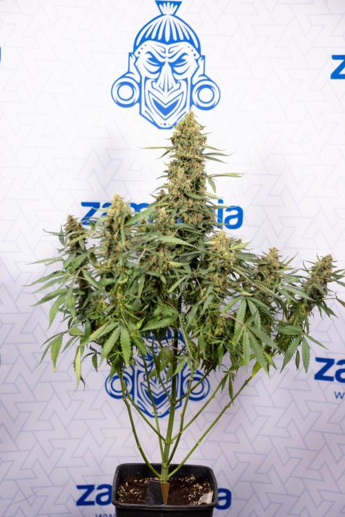 CBD FIX 🏥 Auto - Zamnesia x B&B. Week 10 - CBD FIX #1 - No TechniqquesCBD FIX #1 - No Techniqques