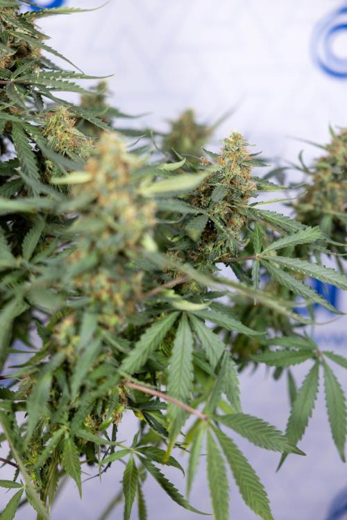 CBD FIX 🏥 Auto - Zamnesia x B&B. Week 10 - CBD FIX #1 - No Techniqques
