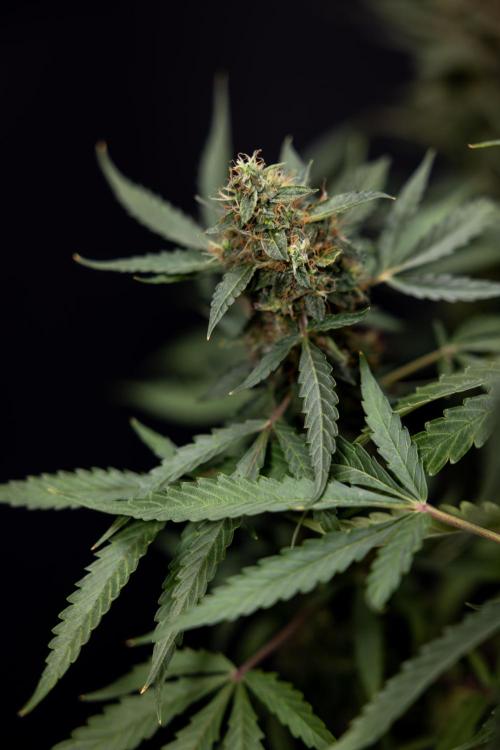 CBD FIX 🏥 Auto - Zamnesia x B&B. Week 10 - CBD FIX #1 - No Techniqques