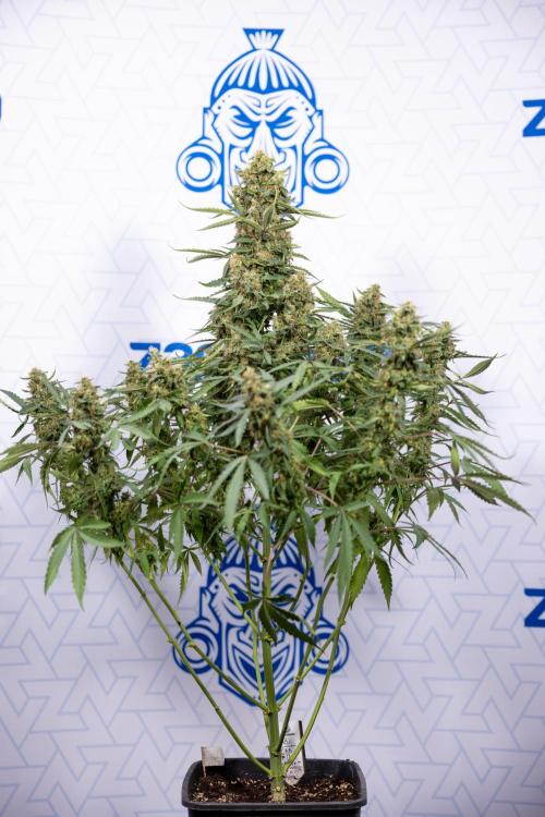 CBD FIX 🏥 Auto - Zamnesia x B&B. Week 10 - CBD FIX #1 - No Techniqques