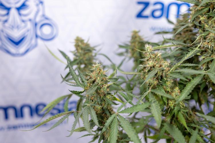 CBD FIX 🏥 Auto - Zamnesia x B&B. Week 10 - CBD FIX #1 - No Techniqques