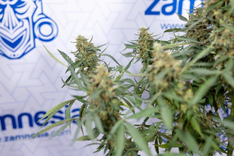 CBD FIX 🏥 Auto - Zamnesia x B&B. Week 10 - CBD FIX #1 - No Techniqques