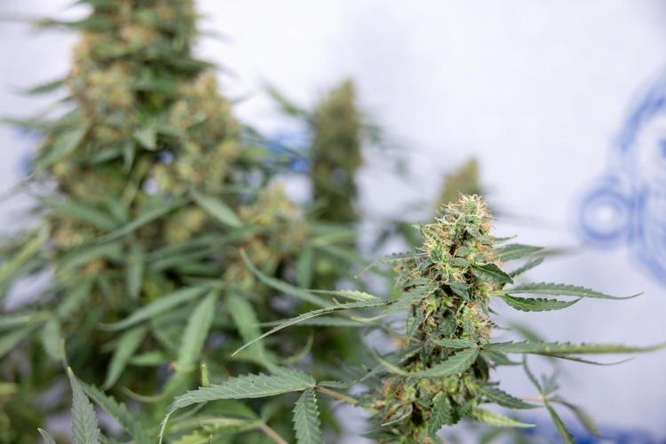 CBD FIX 🏥 Auto - Zamnesia x B&B. Week 10 - CBD FIX #1 - No Techniqques
