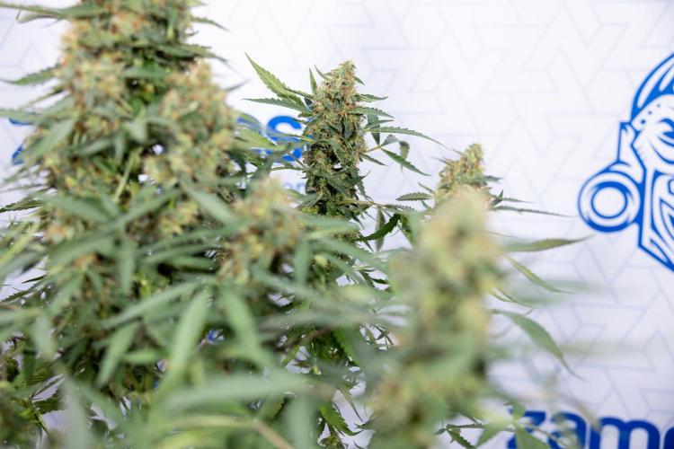 CBD FIX 🏥 Auto - Zamnesia x B&B. Week 10 - CBD FIX #1 - No Techniqques