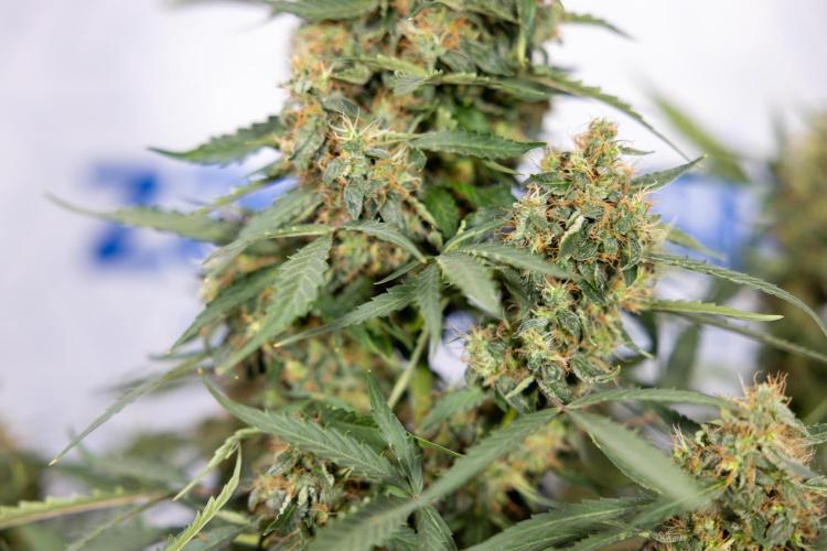 CBD FIX 🏥 Auto - Zamnesia x B&B. Week 10 - CBD FIX #1 - No Techniqques