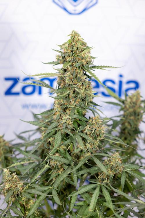 CBD FIX 🏥 Auto - Zamnesia x B&B. Week 10 - CBD FIX #1 - No Techniqques