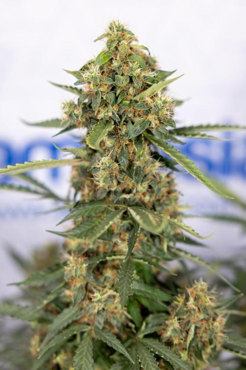CBD FIX 🏥 Auto - Zamnesia x B&B. Week 10 - CBD FIX #1 - No Techniqques