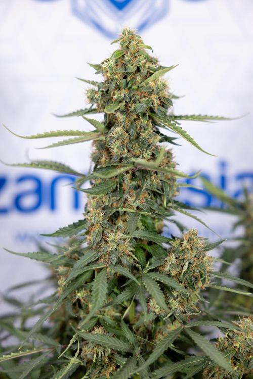 CBD FIX 🏥 Auto - Zamnesia x B&B. Week 10 - CBD FIX #1 - No Techniqques