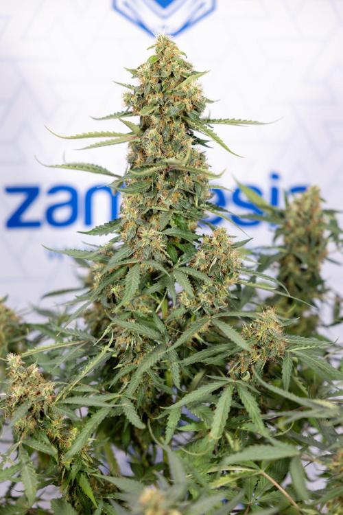 CBD FIX 🏥 Auto - Zamnesia x B&B. Week 10 - CBD FIX #1 - No Techniqques