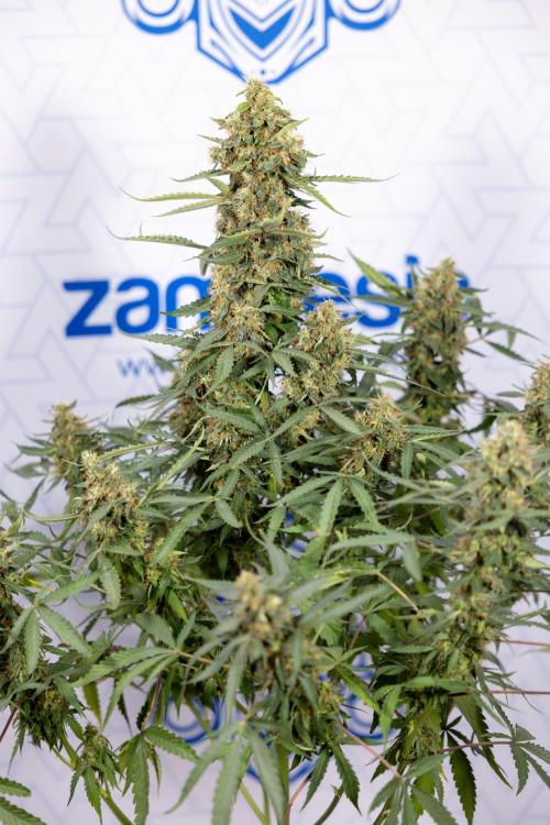 CBD FIX 🏥 Auto - Zamnesia x B&B. Week 10 - CBD FIX #1 - No Techniqques