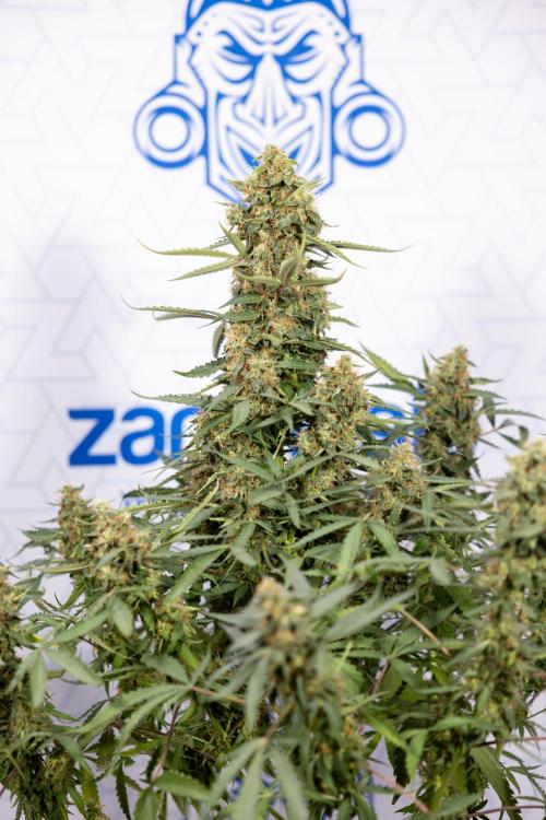 CBD FIX 🏥 Auto - Zamnesia x B&B. Week 10 - CBD FIX #1 - No Techniqques