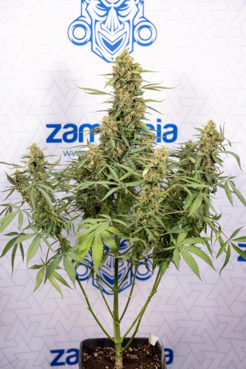 CBD FIX 🏥 Auto - Zamnesia x B&B. Week 10 - CBD FIX #1 - No Techniqques