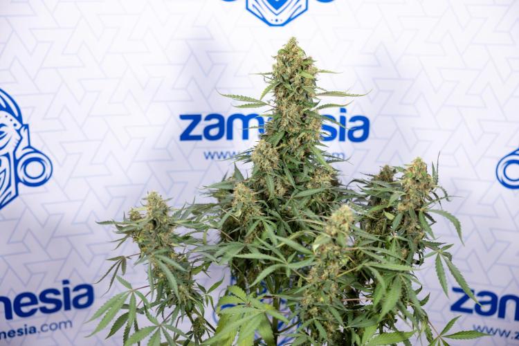 CBD FIX 🏥 Auto - Zamnesia x B&B. Week 10 - CBD FIX #1 - No Techniqques