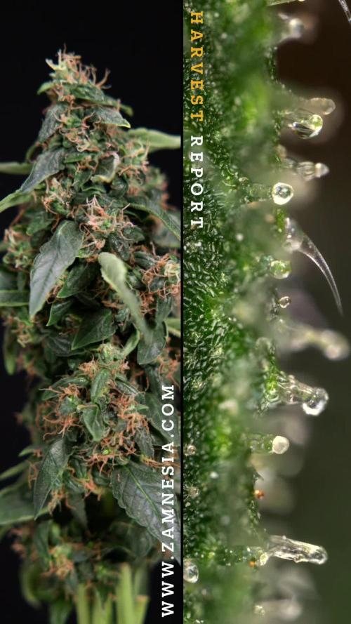 CBD FIX 🏥 Auto - Zamnesia x B&B