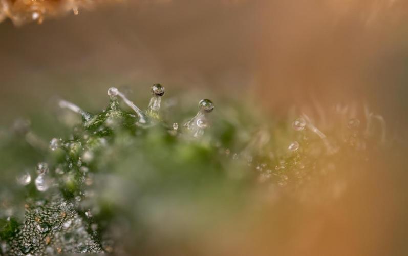 CBD FIX 🏥 Auto - Zamnesia x B&B. Week 10 - CBD FIX #1 - Micro Worlds