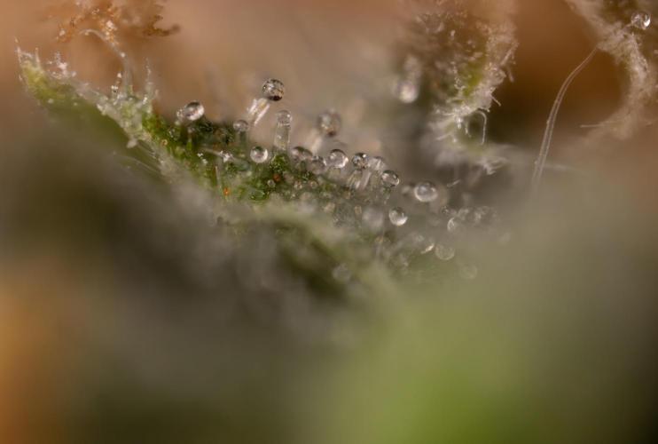 CBD FIX 🏥 Auto - Zamnesia x B&B. Week 10 - CBD FIX #1 - Micro Worlds