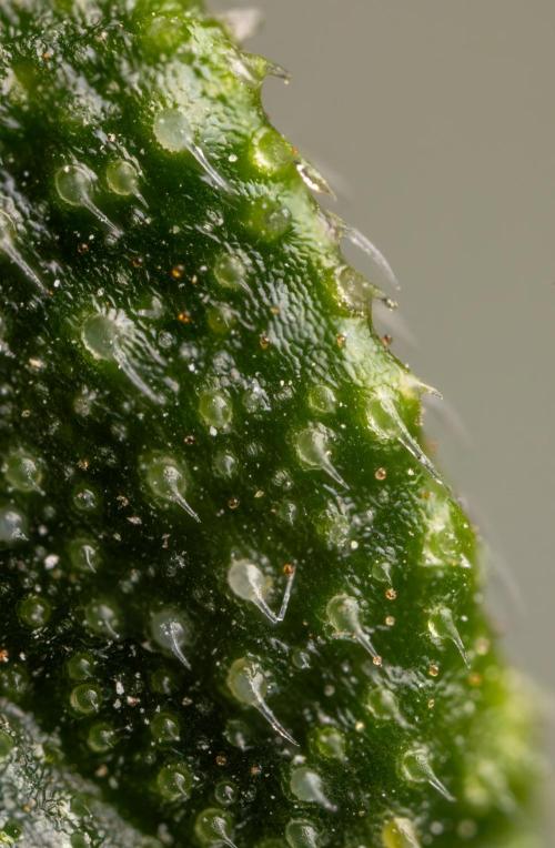 CBD FIX 🏥 Auto - Zamnesia x B&B. Week 10 - CBD FIX #1 - Micro Worlds