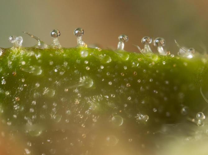 CBD FIX 🏥 Auto - Zamnesia x B&B. Week 10 - CBD FIX #1 - Micro Worlds