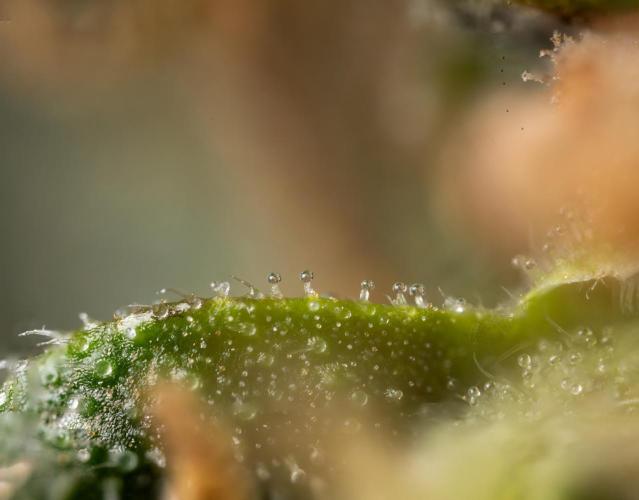 CBD Fix Automatic. Week 10