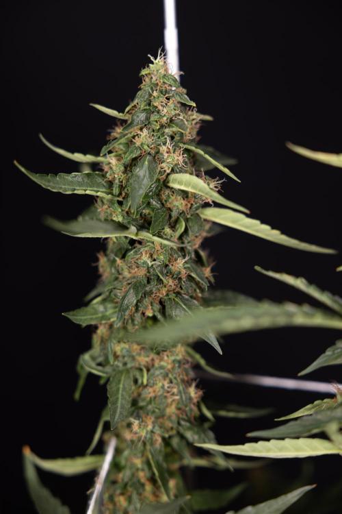 CBD FIX 🏥 Auto - Zamnesia x B&B. Week 11 - CBD FIX #2 - Main Lining - Harvest Day