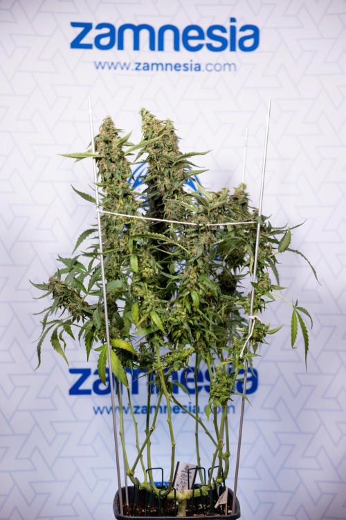 CBD FIX 🏥 Auto - Zamnesia x B&B. Week 11 - CBD FIX #2 - Main Lining - Harvest Day