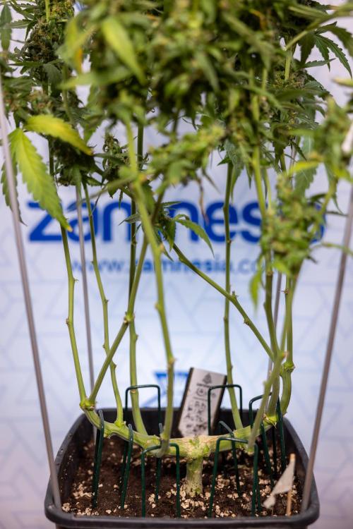 CBD FIX 🏥 Auto - Zamnesia x B&B. Week 11 - CBD FIX #2 - Main Lining - Harvest Day