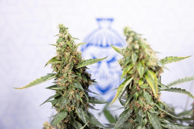CBD FIX 🏥 Auto - Zamnesia x B&B. Week 11 - CBD FIX #2 - Main Lining - Harvest Day
